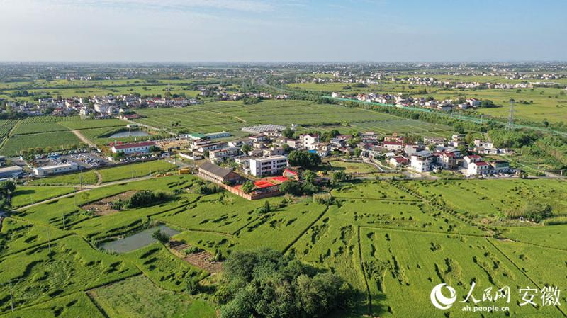 “豐”景如畫 2024年無為市“中國農民豐收節”今日開幕